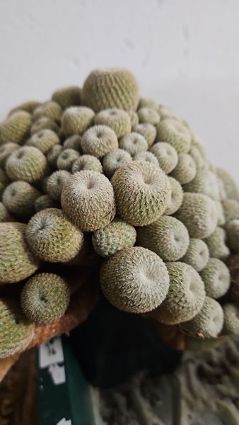 Epithelantha-pachyrhiza-SB325
